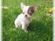 Chiots chihuahua femelles et m&acirc;le 