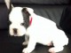 Chiots Bouledogue Fran&ccedil;ais LOF 