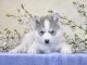 Magnifiques beaut&eacute; chiots husky non LOF