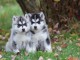 Magnifiques beaut&eacute; chiots husky non LOF
