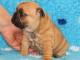 Superbes chiots Types Bouledogue Fran&ccedil;ais LOF
