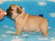 Superbes chiots Types Bouledogue Fran&ccedil;ais LOF