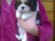 Chiots cavalier king Charles contre bon soin