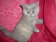 A r&eacute;server 4 chatons british shorthair LOOF