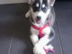 chiots Husky sib&eacute;rien LOF