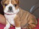 A DONNER bouledogue fran&ccedil;ais femelle non LOF