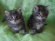  Chatons Norv&eacute;giens disponible