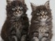  Chatons Maine Coon diff&eacute;rentes couleurs