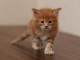 A r&eacute;server Chatons Maine Coon LOOF