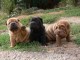 Magnifiques Chiots Sharpei Pure Race Pedigree