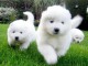 Magnifiques Chiots Samoy&egrave;de Pure Race Pedigree