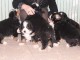 Magnifiques chiots Bouvier Bernois Pure Race 