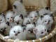 Magnifiques Chatons Sacr&eacute; de Birmanie Pure Race 