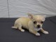 Adorable chiot chihuahua miniature