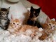 5 chaton maine coon loof m&acirc;le et Femelle, de beau gabarit