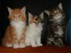 Magnifique chaton Maine Coon souche pure
