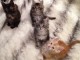 Sublime Chaton Maine Coon, Jolis P&eacute;digr&eacute;e