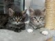 5 chaton maine coon loof m&acirc;le et Femelle &agrave; r&eacute;server pour adoption