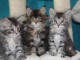 Tr&egrave;s Belle Port&eacute; Chaton Type Maine Coon