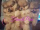 05 chiots tr&eacute;s beaux spitz nain disponibles pour adoption