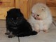 Chiot Spitz Nain allemand,jolie p&eacute;digr&eacute;e
