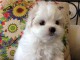 Tr&egrave;s Mignons Chiots type Bichon Maltais disponible pour adoption.