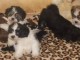 Bichon Havanais, 2 m&acirc;les et 3 femelles,parents P&eacute;digr&eacute;e