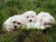 Tr&egrave;s Adorable chiots Pure Bichon Maltais pour adoption