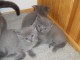 5 chatons Pure Race chartreux &agrave; r&eacute;server pour adoption
