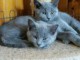 2 femelle et 2 m&acirc;les chatons chartreux