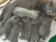 6 Adorables Chatons pure race chartreux &agrave; placer.