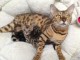 Superbes Chatons Bengal &agrave; r&eacute;server