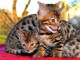 tr&egrave;s mignons Chatons Bengal Pure Race