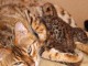 Superbes Chatons Bengal Pure Race &agrave; Placer