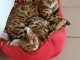 Chatons m&acirc;les et Femelle bengal p&eacute;digr&eacute;