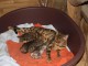 Superbes chaton BENGAL , haute qualit&eacute;