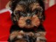 4 superbes femelles et M&acirc;les yorkshire lof disponibles 