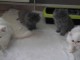 Sublimes Chatons Persan aux yeux Bleus