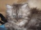 Magnifiques chaton Persan avec p&eacute;digr&eacute;e