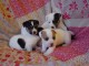 A r&eacute;server 6 chiots Jack Russel inscrit au LOF