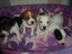 Tr&egrave;s beaux Chiots jack russel terrier cherchent une famille 