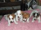 A r&eacute;serv&eacute; chiots jack russel pure race de p&egrave;re et m&egrave;re