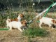 Splendides chiots Jack Russel inscrits au lof de grandes lign&eacute;es