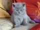 &Agrave; r&eacute;server magnifiques chatons British Shorthair