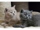 5 Super Chatons Type British Shorthair 