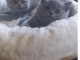 Chatons Type British Shorthair &agrave; adopter