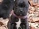 Chiots staffordshire bull terrier LOF M&acirc;les et Femelles.