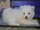 Boule de poils, chiots Samoy&egrave;de &agrave; adopter