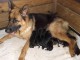 A r&eacute;server jolis petits chiots berger allemand poil pour adoption