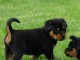 Superbes chiots Rottweiler m&acirc;les et femelles